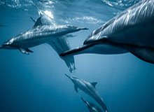 拜仁遗憾错失厄德高 瓜帅曾说要把他变成世界最佳